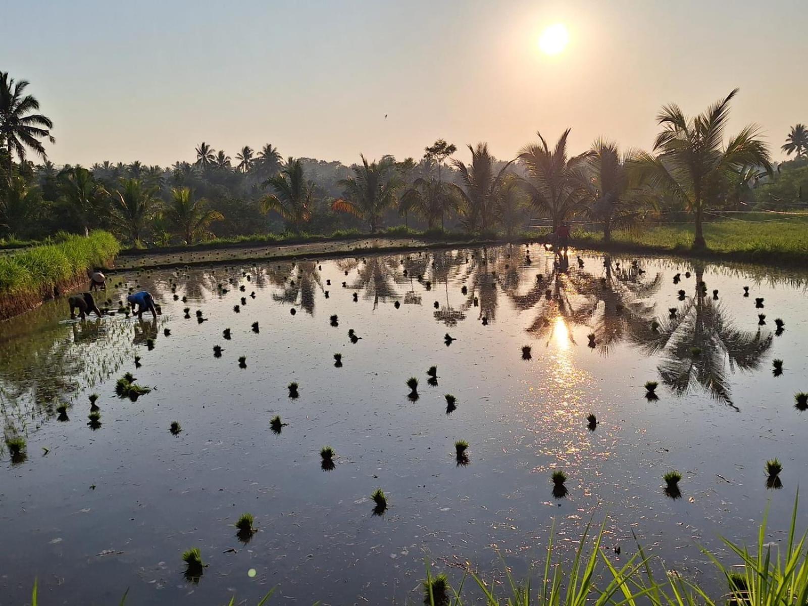 Bunga Maliq Bungalow Lombok Tetebatu Rom bilde