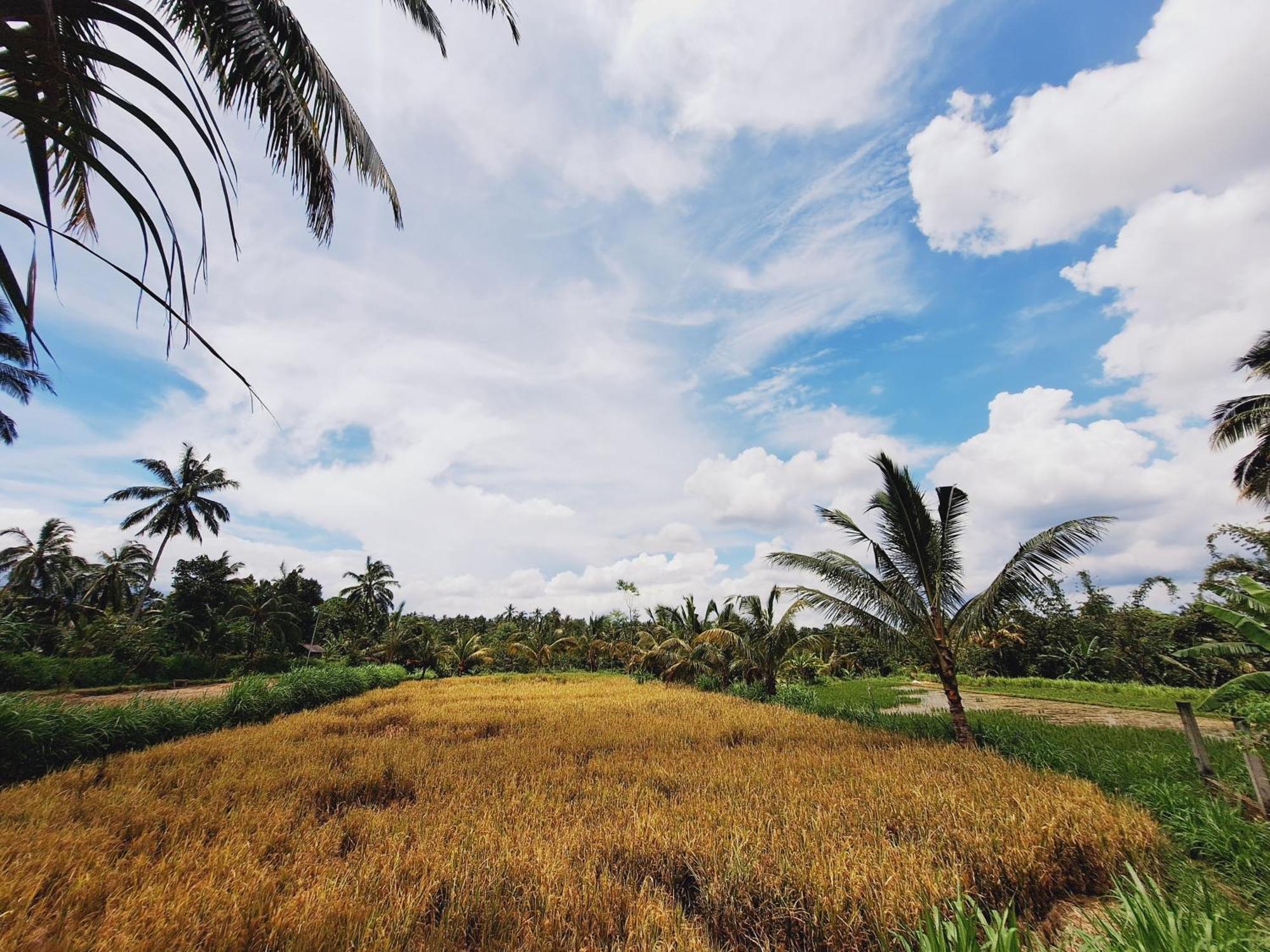 Bunga Maliq Bungalow Lombok Tetebatu Eksteriør bilde